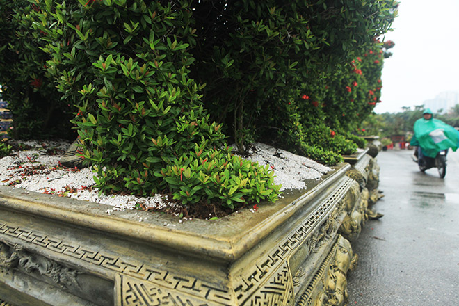 Chiêm ngưỡng 2 cặp kiểng khủng hình linh vật vừa về đến Hà Nội